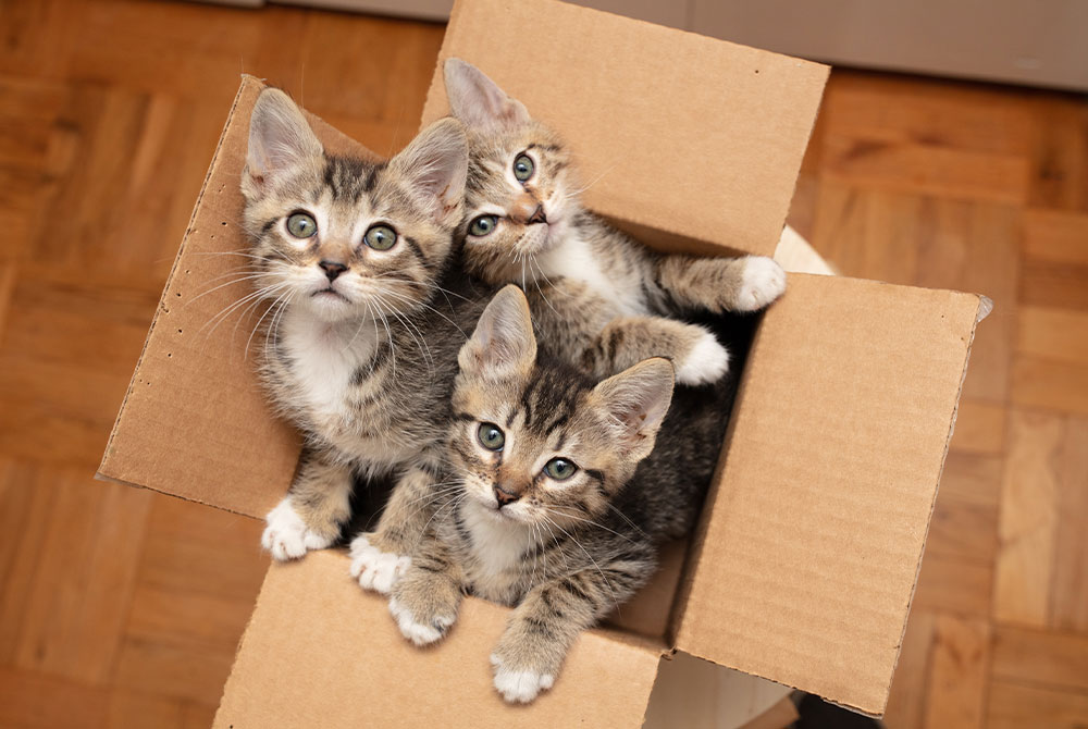 Three adorable tabby kittens with big eyes are sitting playfully inside a cardboard box on a wooden floor, looking curiously up at the viewer, as though awaiting their next vet visit.