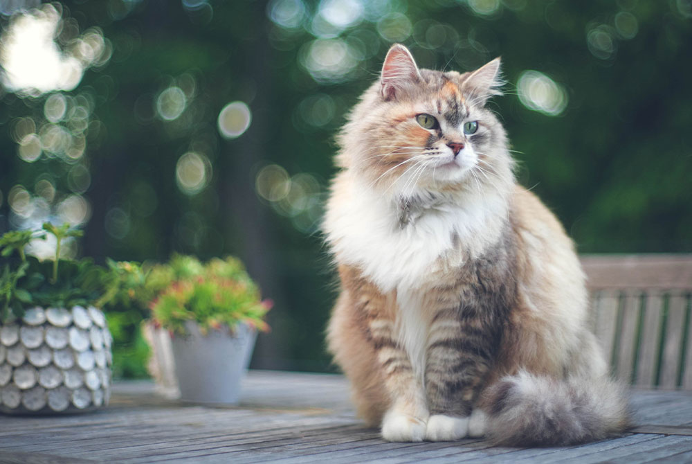 A fluffy cat with a mix of cream, gray, and brown fur sits on a wooden table. The background is blurred greenery, and two potted plants are next to the cat, playfully watched over by our local vet.