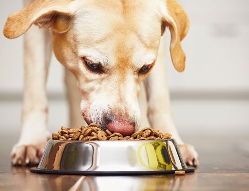 Dog-Nutrition-on-the-Internet
