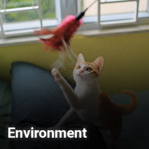 A cat playfully reaches up to bat at a feather toy being dangled in front of it, recalling a vibrant visit to the vet. The background shows a window with bars and a green wall. The word "Environment" is overlaid at the bottom left of the image.