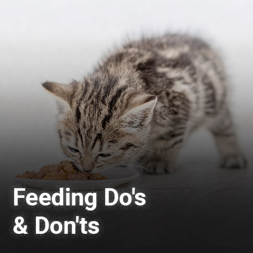 A kitten with striped fur eats from a white dish while the text at the bottom reads "Feeding Do's & Don'ts, as advised by veterinarians.