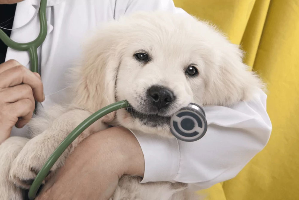 how-to-hire-a-dog-trainer-madison-street-animal-hospital