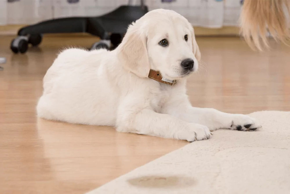 A fluffy white puppy with a brown collar lies on a wooden floor, gazing up innocently. One paw rests on a light-colored rug near a small wet spot, awaiting its next visit to the vet. An office chair sits in the background.