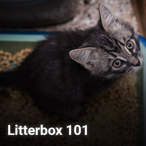 A gray and black kitten with wide eyes sits in a litter box filled with small pellets. The text "Litterbox 101" is visible at the bottom of the image, ready for its first visit to the vet.