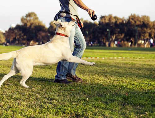 Local Dog Trainers