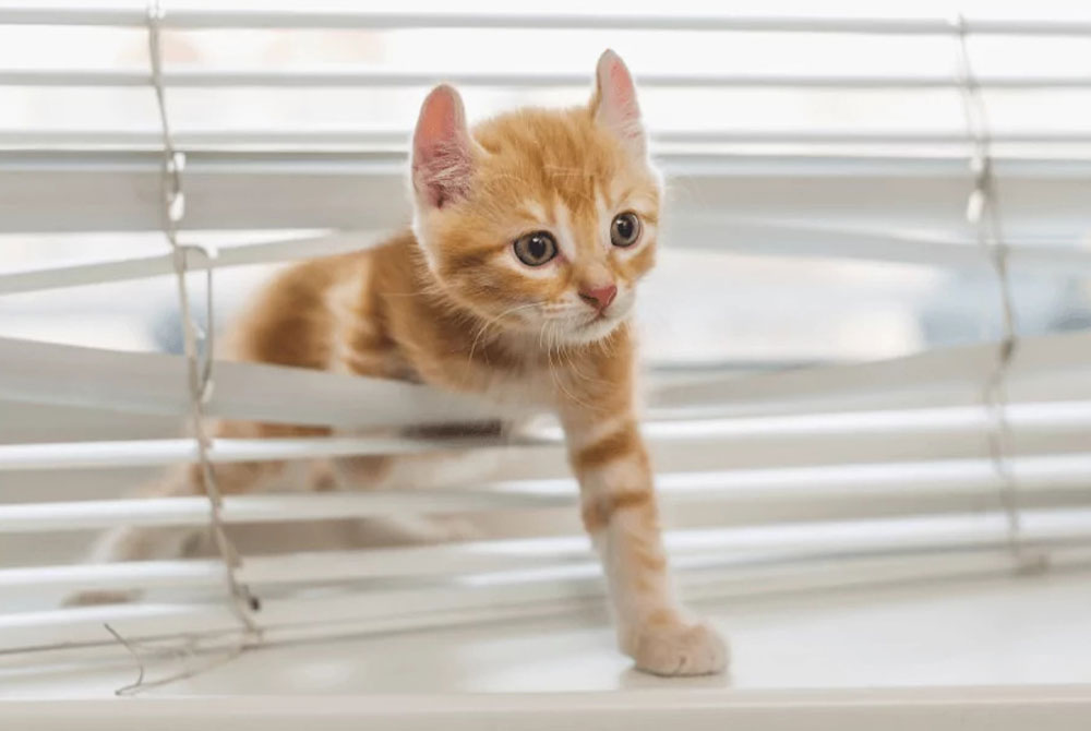 A small orange and white kitten playfully climbs through horizontal window blinds, its curiosity evident as one paw reaches forward. With perked-up ears and an inquisitive expression, this adventurous furball might be the kind to keep your veterinarian on their toes.