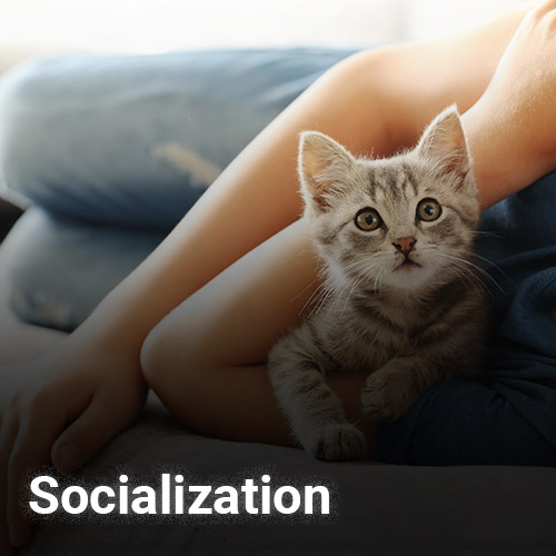 A person relaxing on a couch with a gray tabby kitten nestled in their arms, reflecting the importance of early socialization. The word "Veterinarian" is in the bottom left corner.