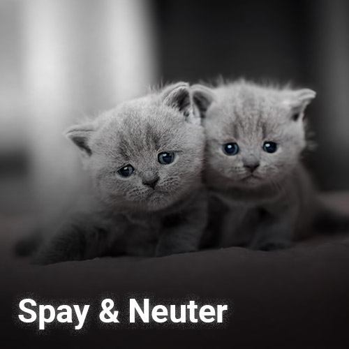 Two fluffy gray kittens cuddling, with the text "Spay & Neuter" in the lower left corner. The background is softly blurred, highlighting the kittens' adorable features and reminding us of a vet's compassionate care.