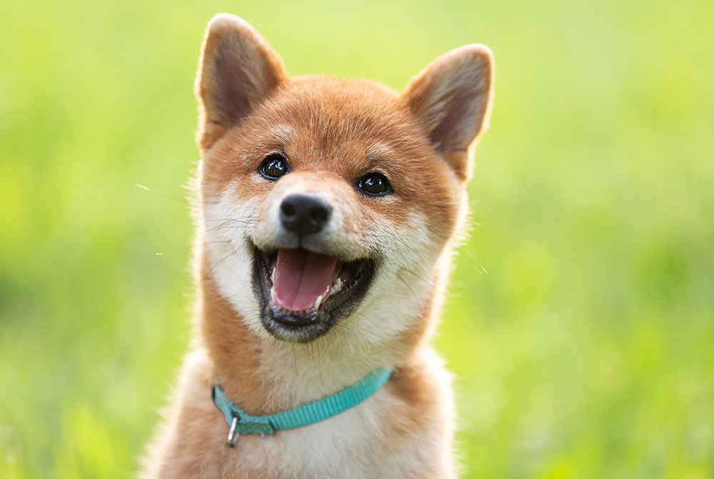 A happy Shiba Inu dog with a light blue collar sits against a blurred green background, looking directly at the camera with its mouth open in a joyful expression, as if waiting for its favorite vet to arrive.