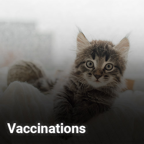 A fluffy tabby kitten looks directly at the camera while resting on a soft surface. The word "Vaccinations" is displayed at the bottom of the image, reminding pet owners to consult their veterinarian for essential health tips and care.