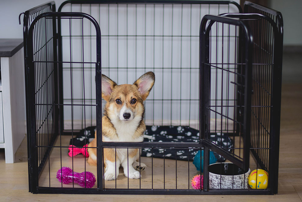 Puppy and Dog Crate Training