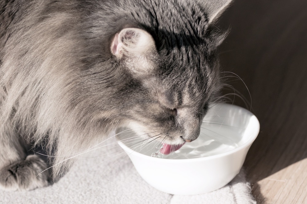 A fluffy gray cat drinks water from a white bowl, its pink tongue visible as it laps up the liquid. Sunlight highlights the cat's fur, creating a warm and serene scene, reminiscent of a peaceful moment in a veterinarian's care.