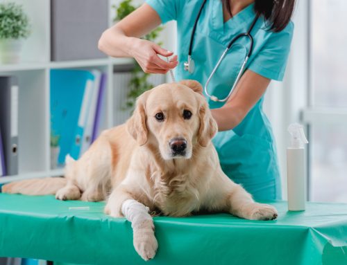 What Are My Pet’s Vaccines Preventing?
