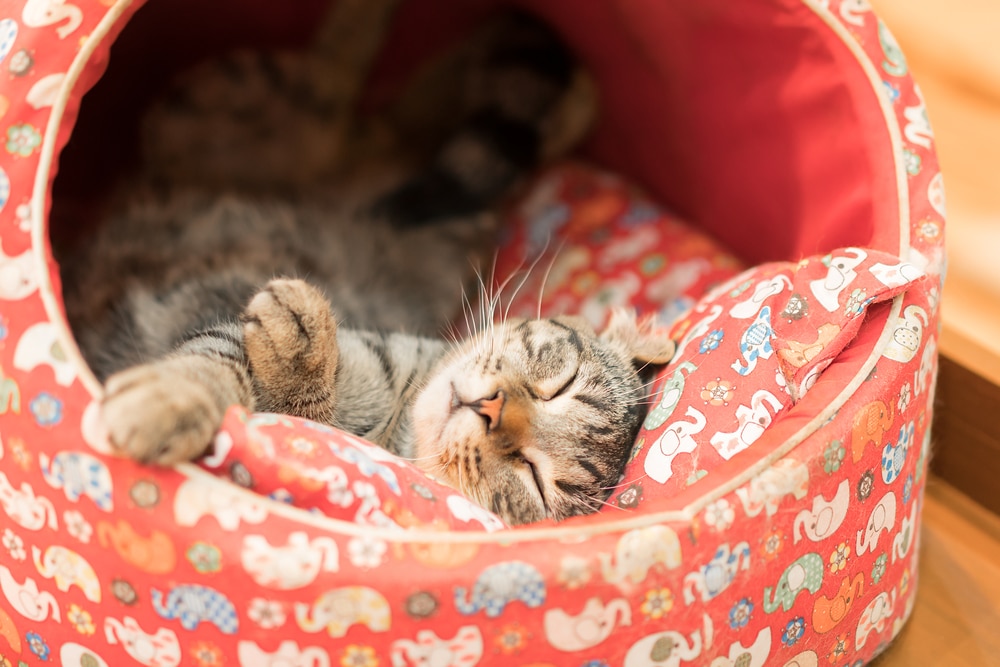 What Cat Owners Should Know About Feline Stress Madison Street Animal Hospital