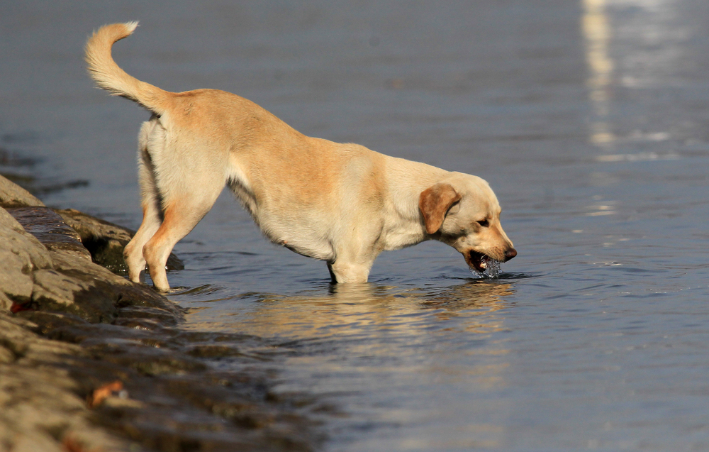 A yellow Labrador, often praised by veterinarians for its amiable nature, stands at the water's edge with its front paws submerged, lapping up the cool liquid. Outdoors, the scene is peaceful with a calm, reflective water surface as its backdrop.