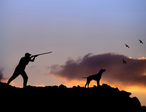 10 Hunting Season Safety Tips for Pets