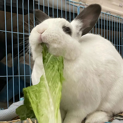 A white rabbit with black ears and a black patch around one eye is munching on a leaf of lettuce inside a cage.