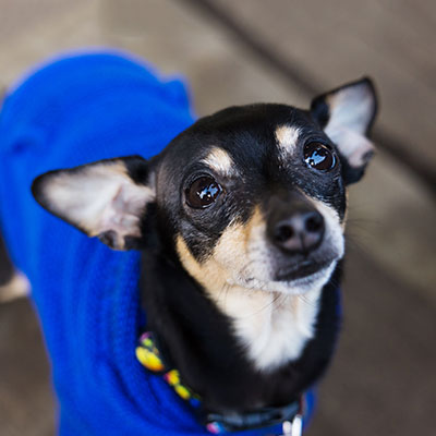 A small black and tan dog wearing a bright blue sweater looks up with wide, curious eyes. The background is a wooden floor.