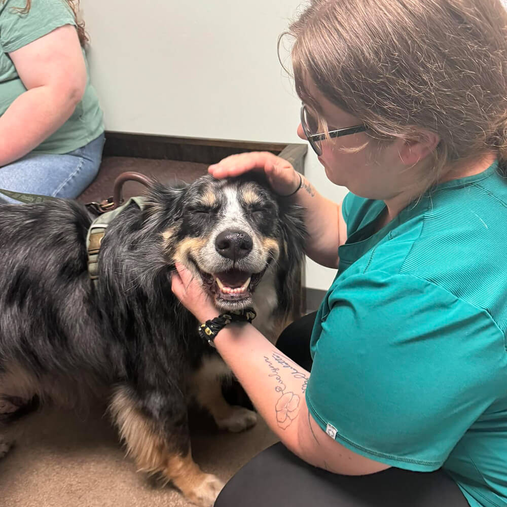 A vet in teal scrubs gently pets a happy, smiling small dog